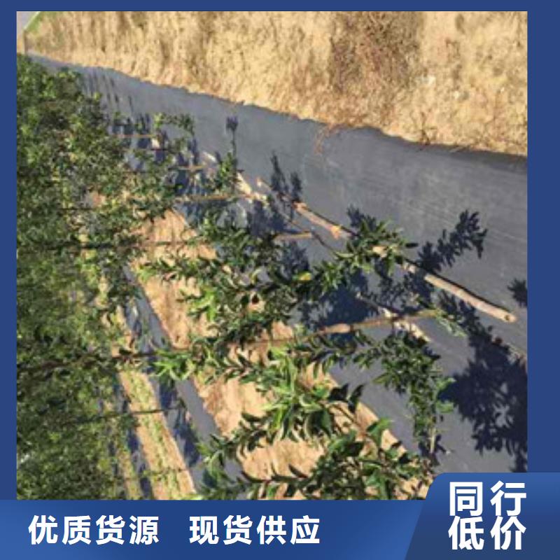 烟富0号苹果树苗