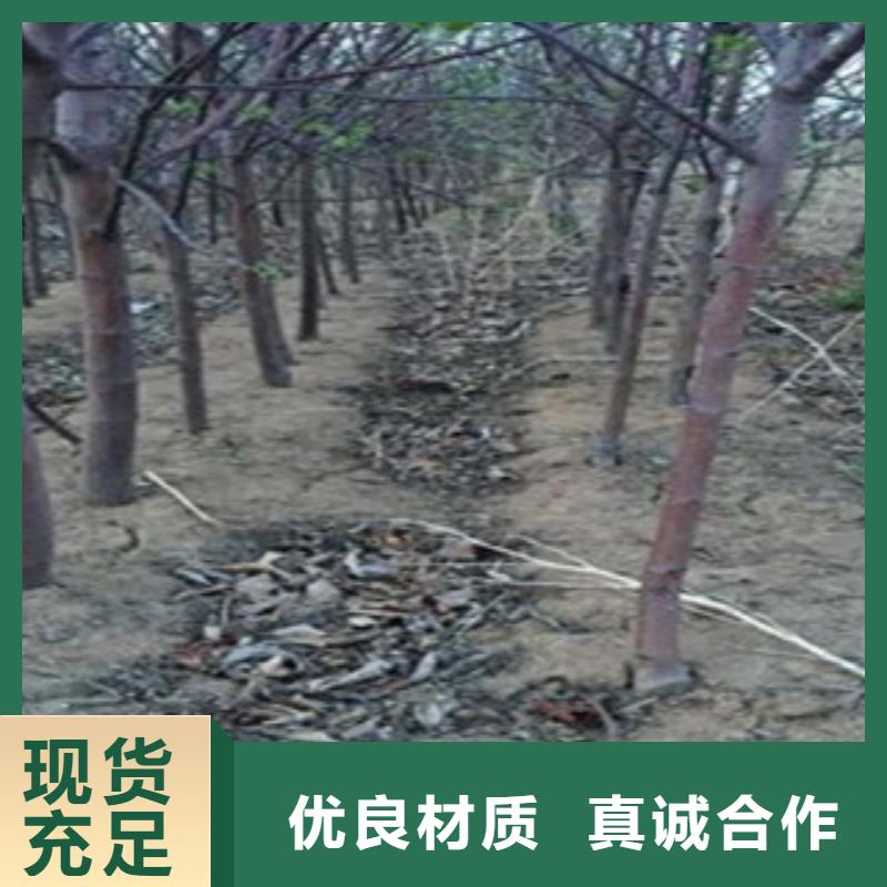 新红将军苹果树苗推广