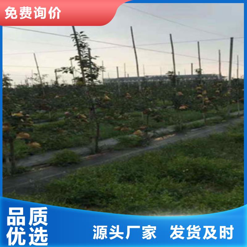 新红将军苹果树苗多少钱