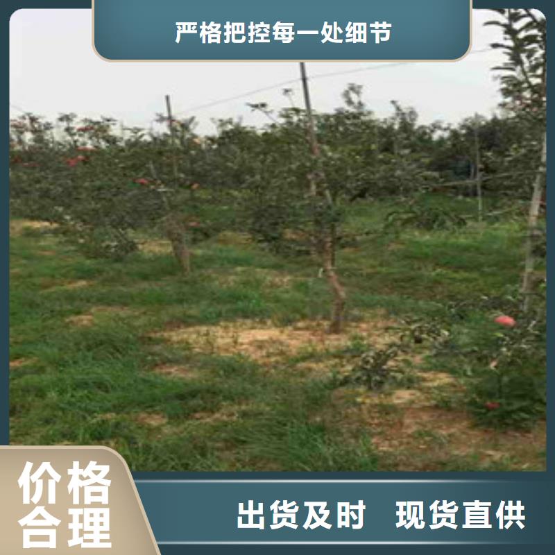 m9t337苹果树苗繁育