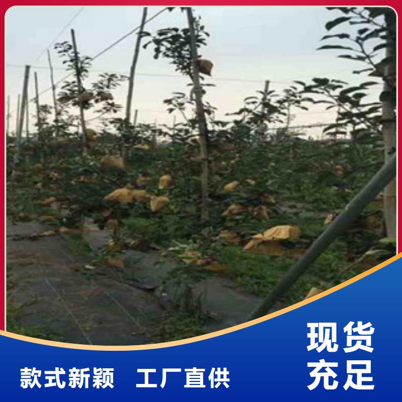 新红将军苹果树苗多少钱