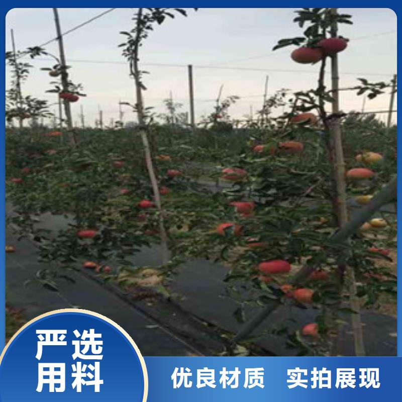 烟富0号苹果树苗什么品种好