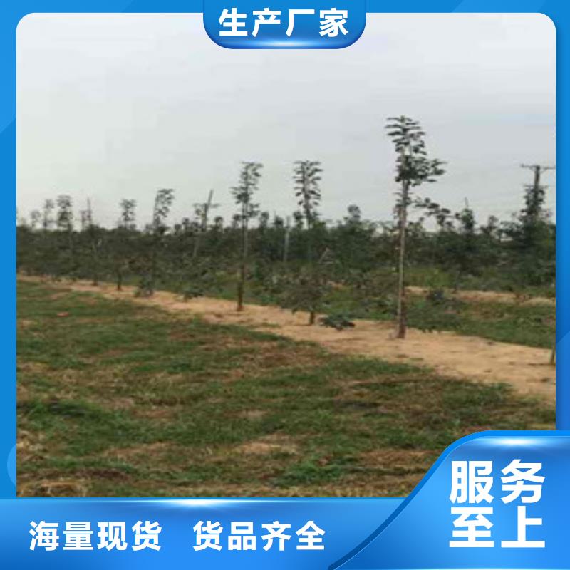 m9t337苹果树苗合作社