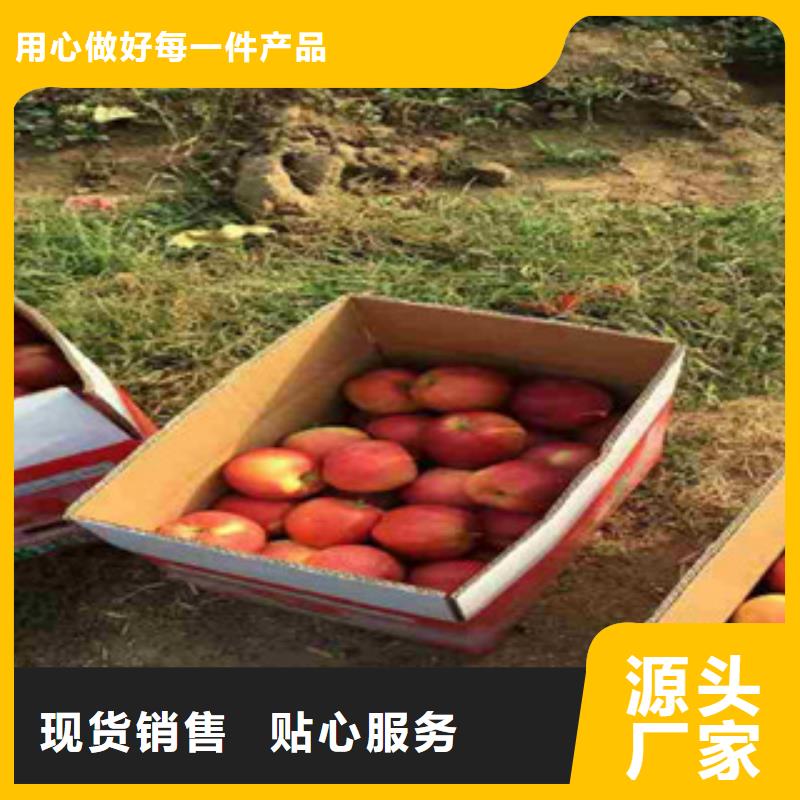 红星苹果树苗