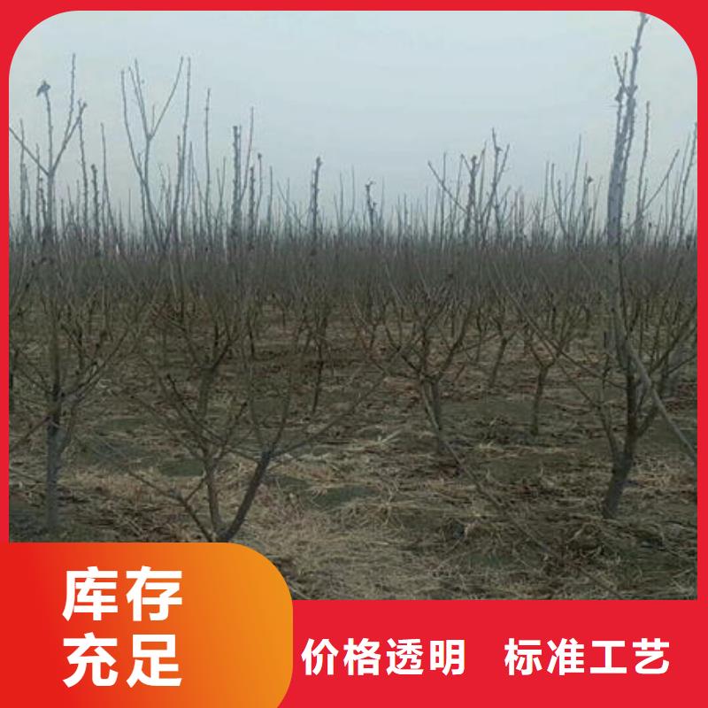 车厘子樱桃树苗种植基地价格公道合理