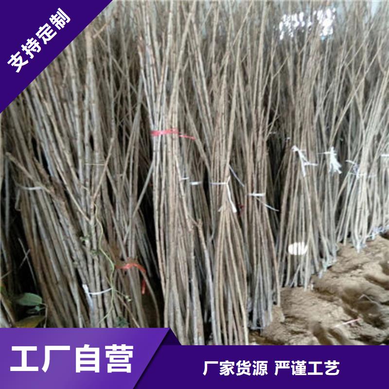 俄罗斯8号樱桃树苗大量支持非标定制