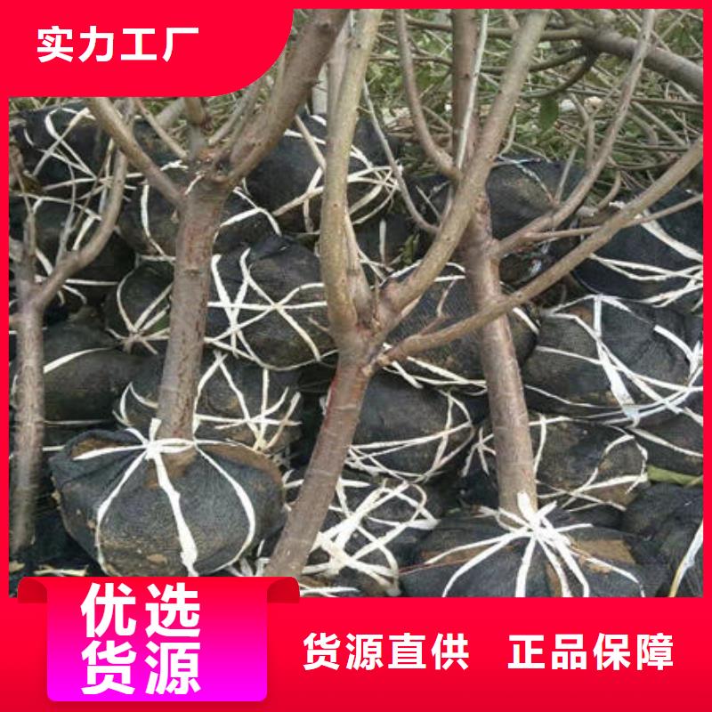 拉宾斯樱桃树苗种植当地品牌