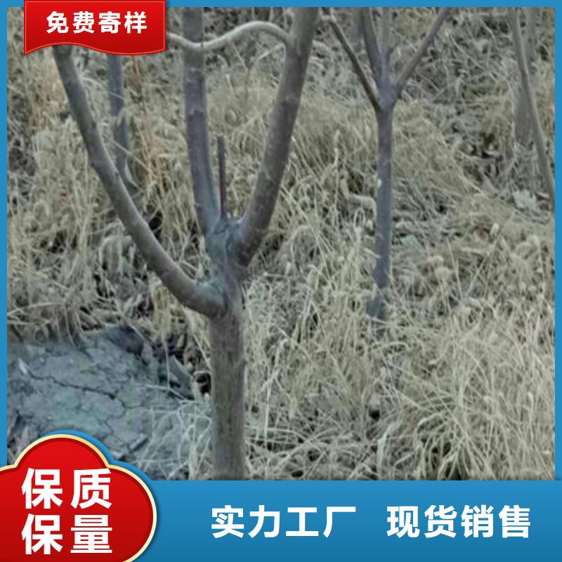 福晨樱桃树苗苗木基地欢迎来厂考察