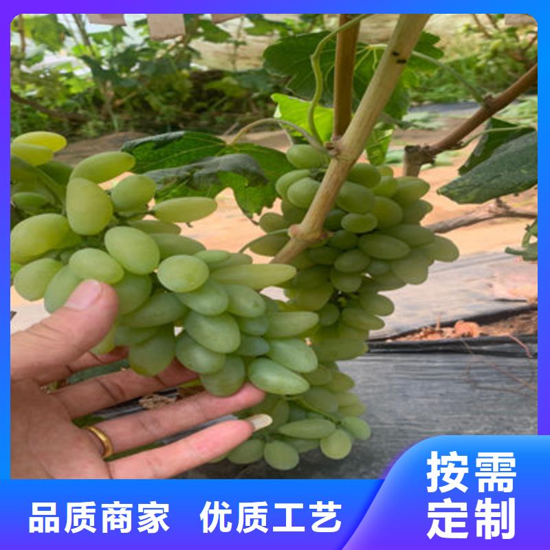 无核葡萄苗哪里便宜