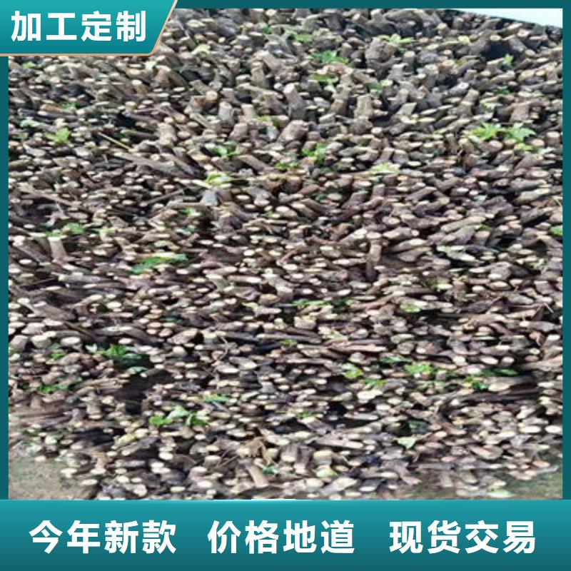 红提葡萄苗