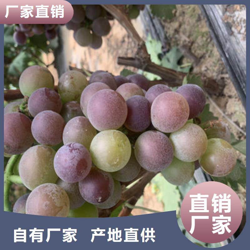 户太8号葡萄苗