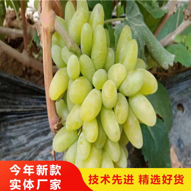 藤稔葡萄苗繁育