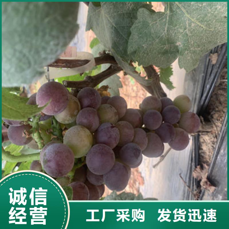浪漫红颜葡萄苗合作社