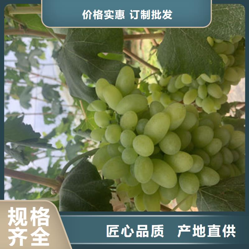 无核葡萄苗哪里便宜