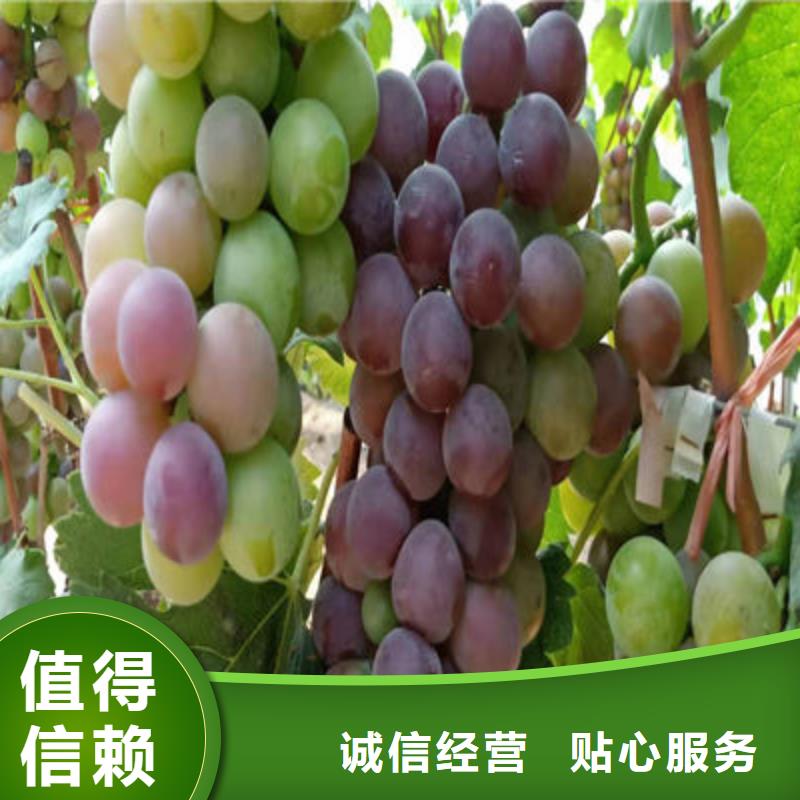 阳光玫瑰葡萄苗品种大全