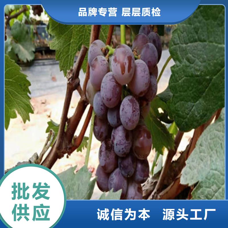 巨玫瑰葡萄苗品种大全
