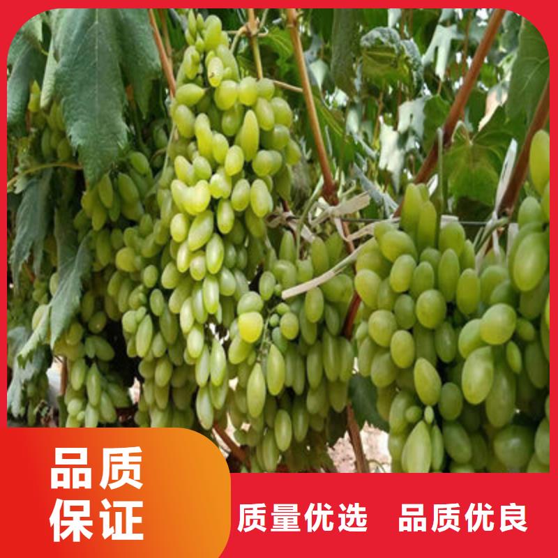 无核葡萄苗哪里便宜