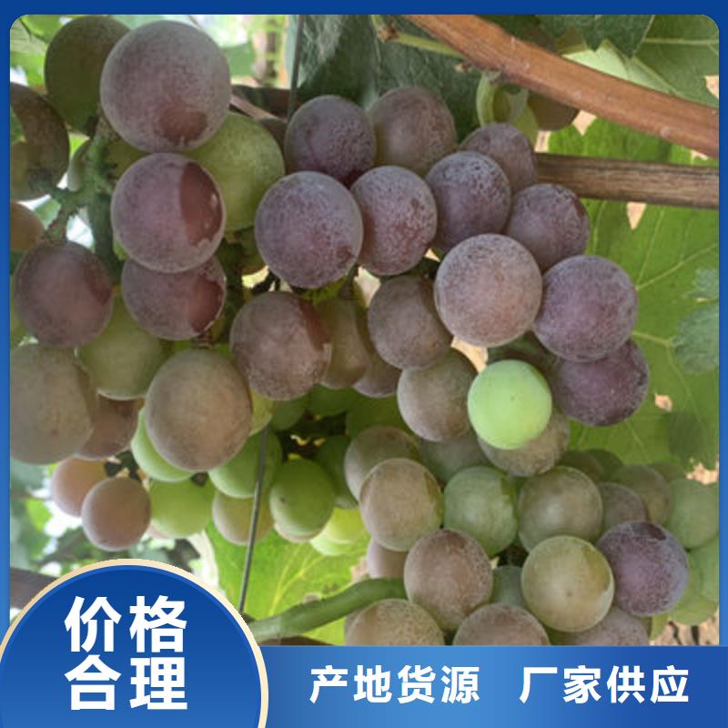 冰美人葡萄苗果树