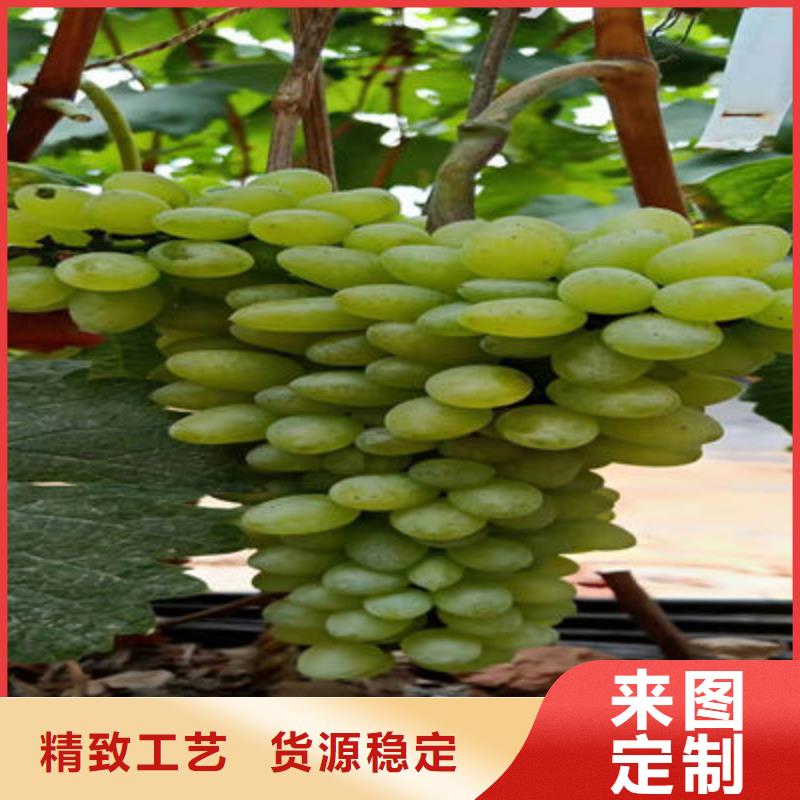 无核葡萄苗哪里便宜