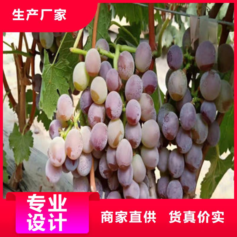 户太8号葡萄苗苗木公司