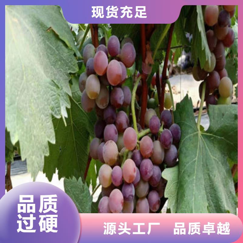 阳光玫瑰葡萄苗种植