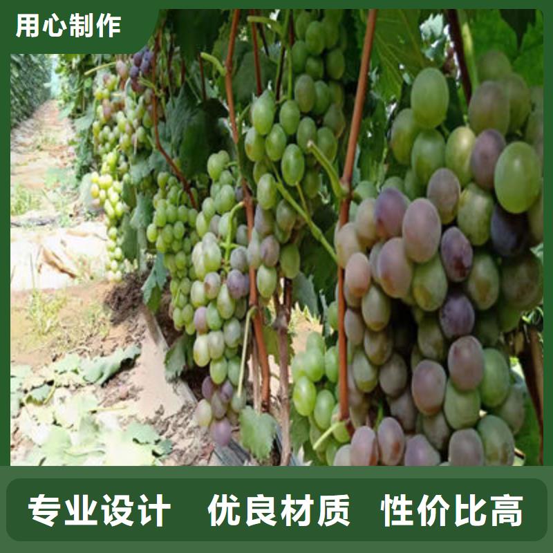无核葡萄苗哪里便宜