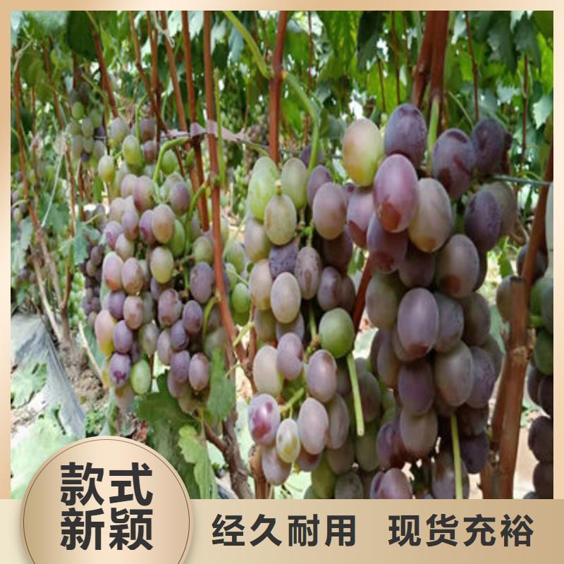 藤稔葡萄苗价格