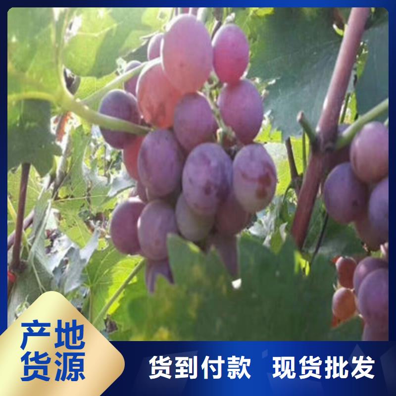 无核葡萄苗哪里便宜