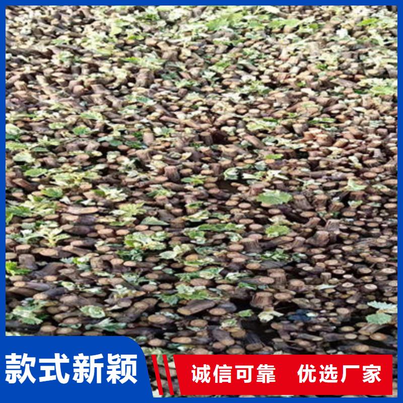 甜蜜蓝宝石葡萄苗