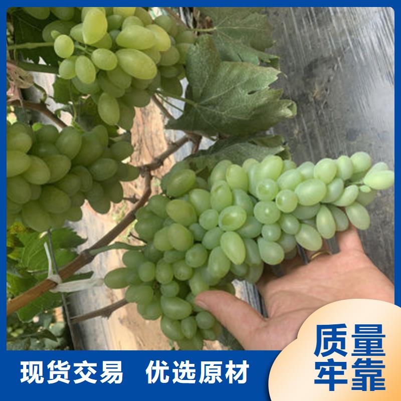 巨玫瑰葡萄苗品种大全