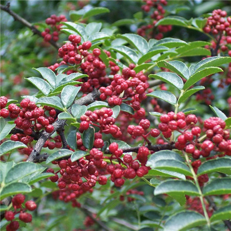 花椒苗欢迎到厂实地考察