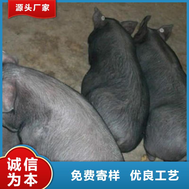 订购<鹏鑫>原种四蹄白太湖母猪价格（高产太湖母猪价格）