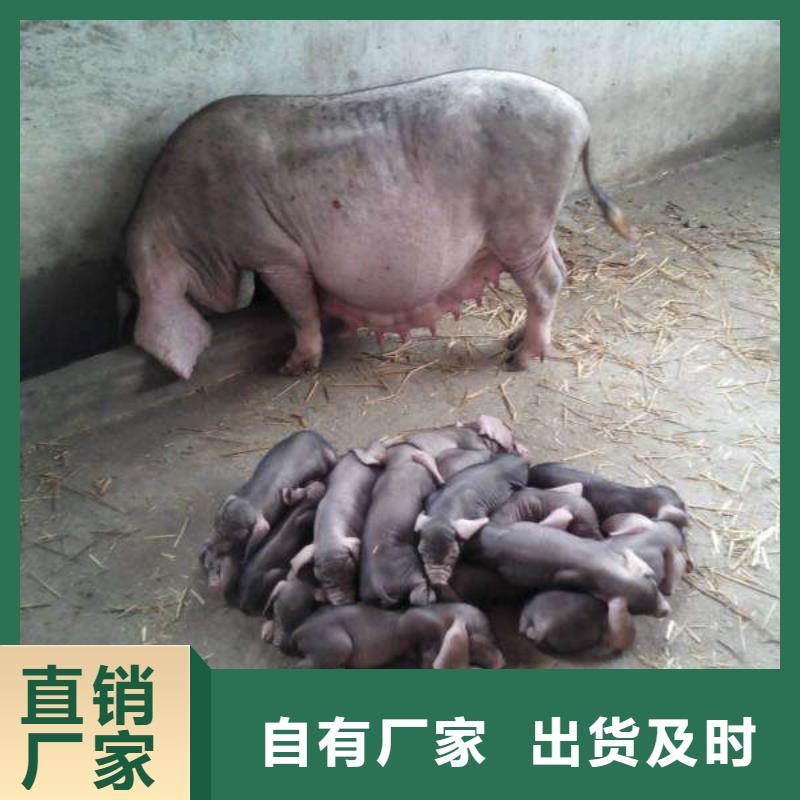 长白母猪价格（30-100斤）（高产长太母猪价格）快速发货