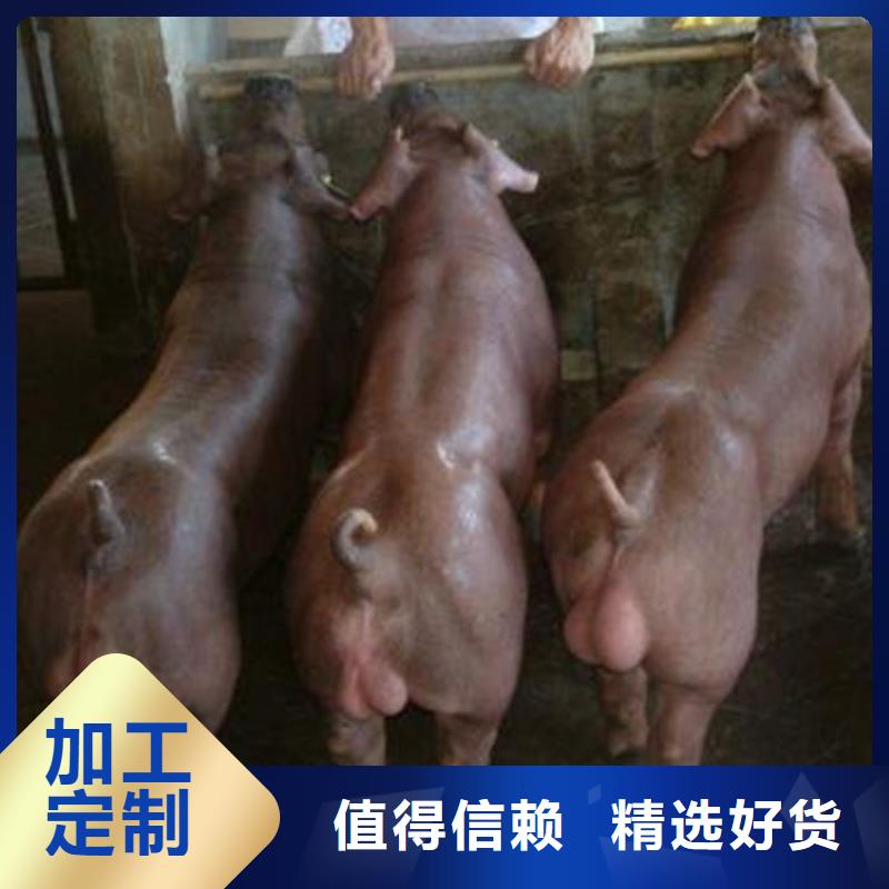 美系杜洛克公猪价格介绍二元母猪厂家十分靠谱