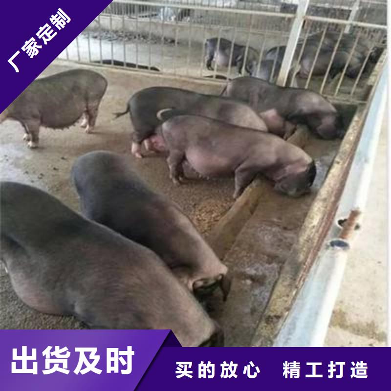 （40-50斤）二元母猪价格（新美系二元母猪批发）专业信赖厂家
