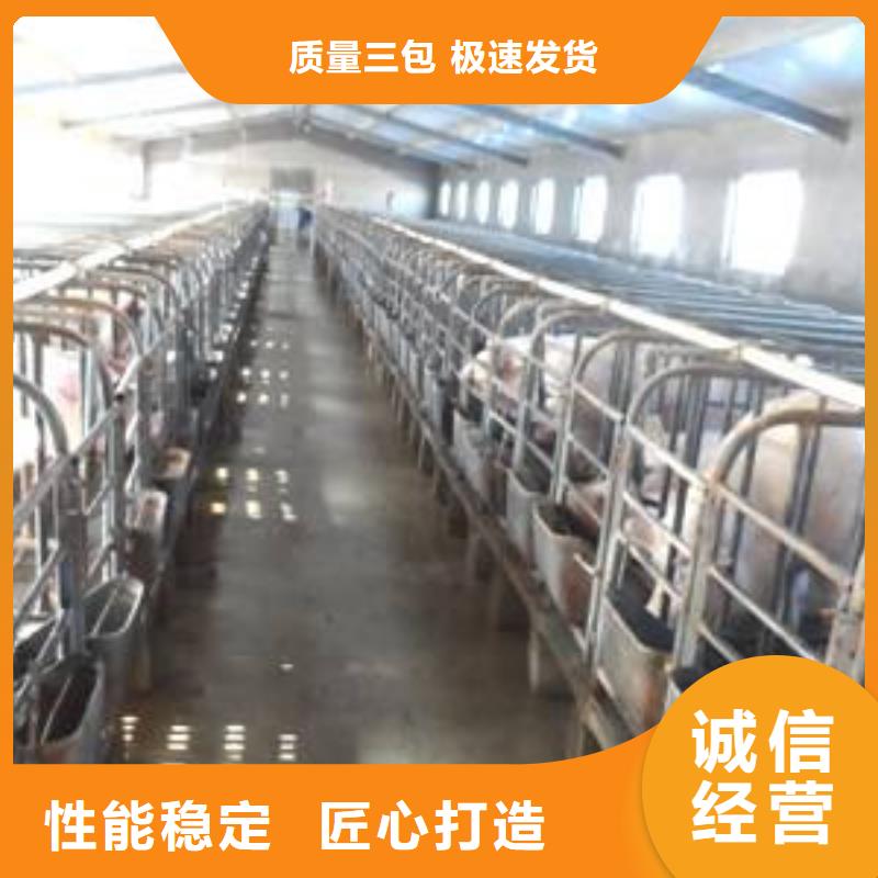 长白母猪苗批发厂家（40-50斤价格介绍）拥有核心技术优势