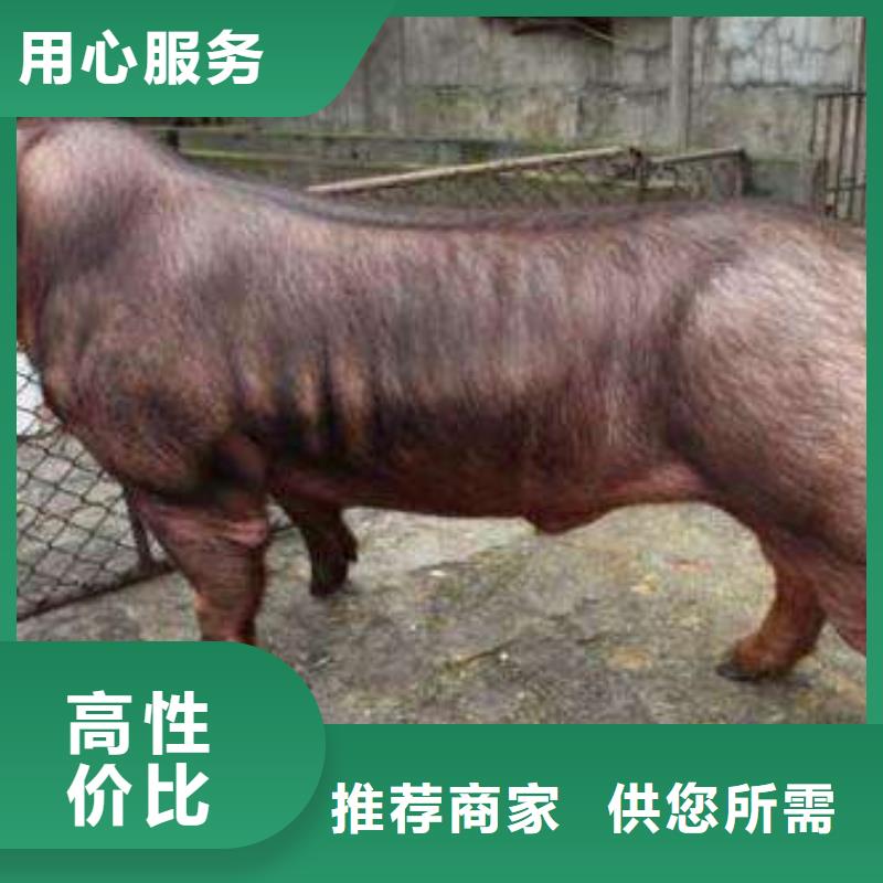 （种猪推广）原种太湖母猪价格四蹄白（大约克公猪价格）出厂价