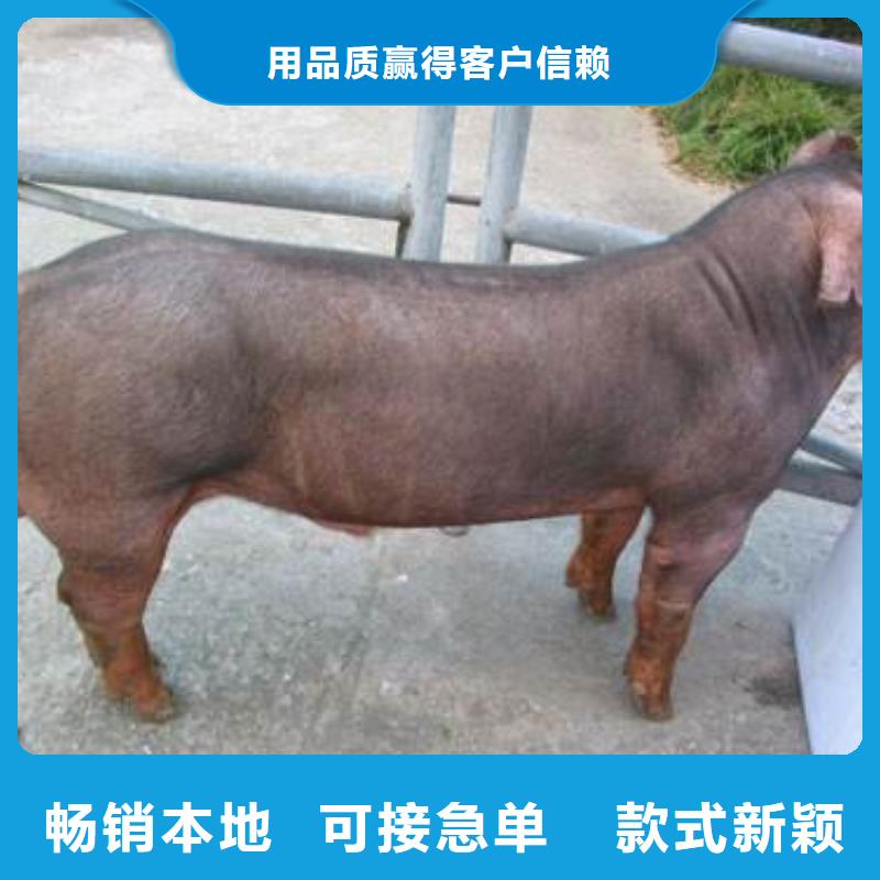 （母猪价格）原种太湖母猪价格四蹄白附近生产厂家
