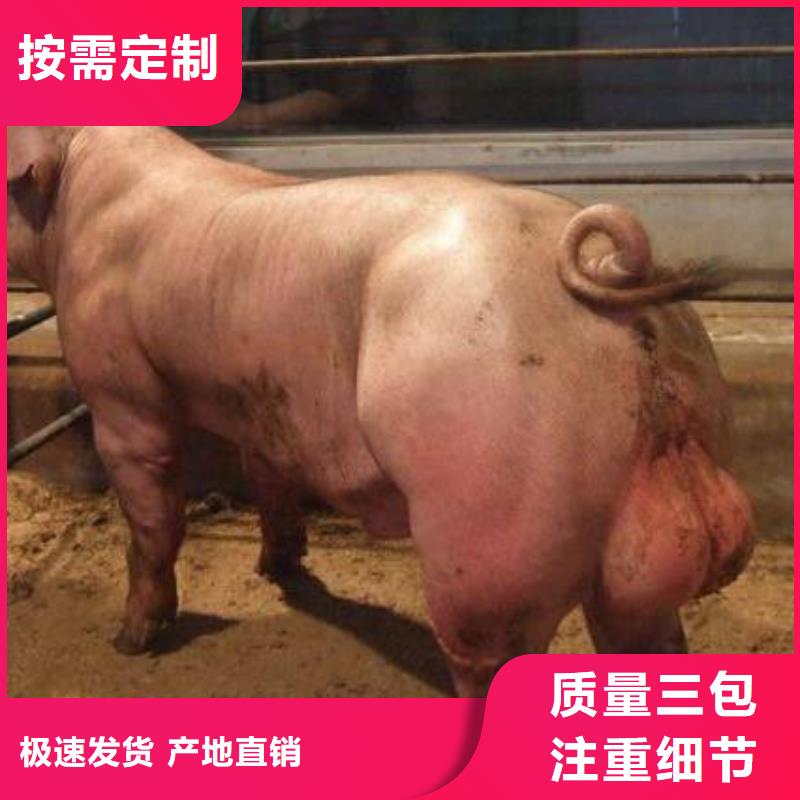 （种猪推广）原种太湖母猪价格四蹄白（长太母猪价格）工厂认证