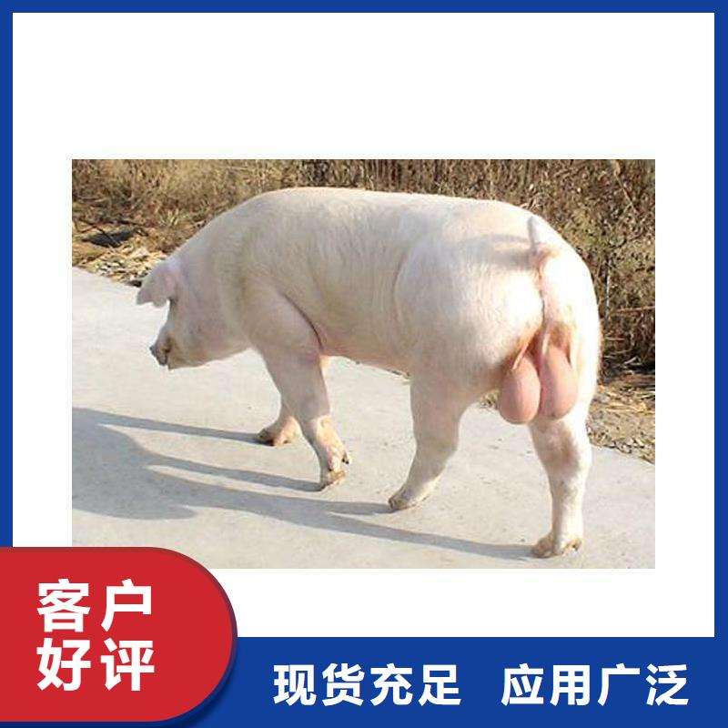 长白母猪苗批发厂家种猪场推荐品种专注品质