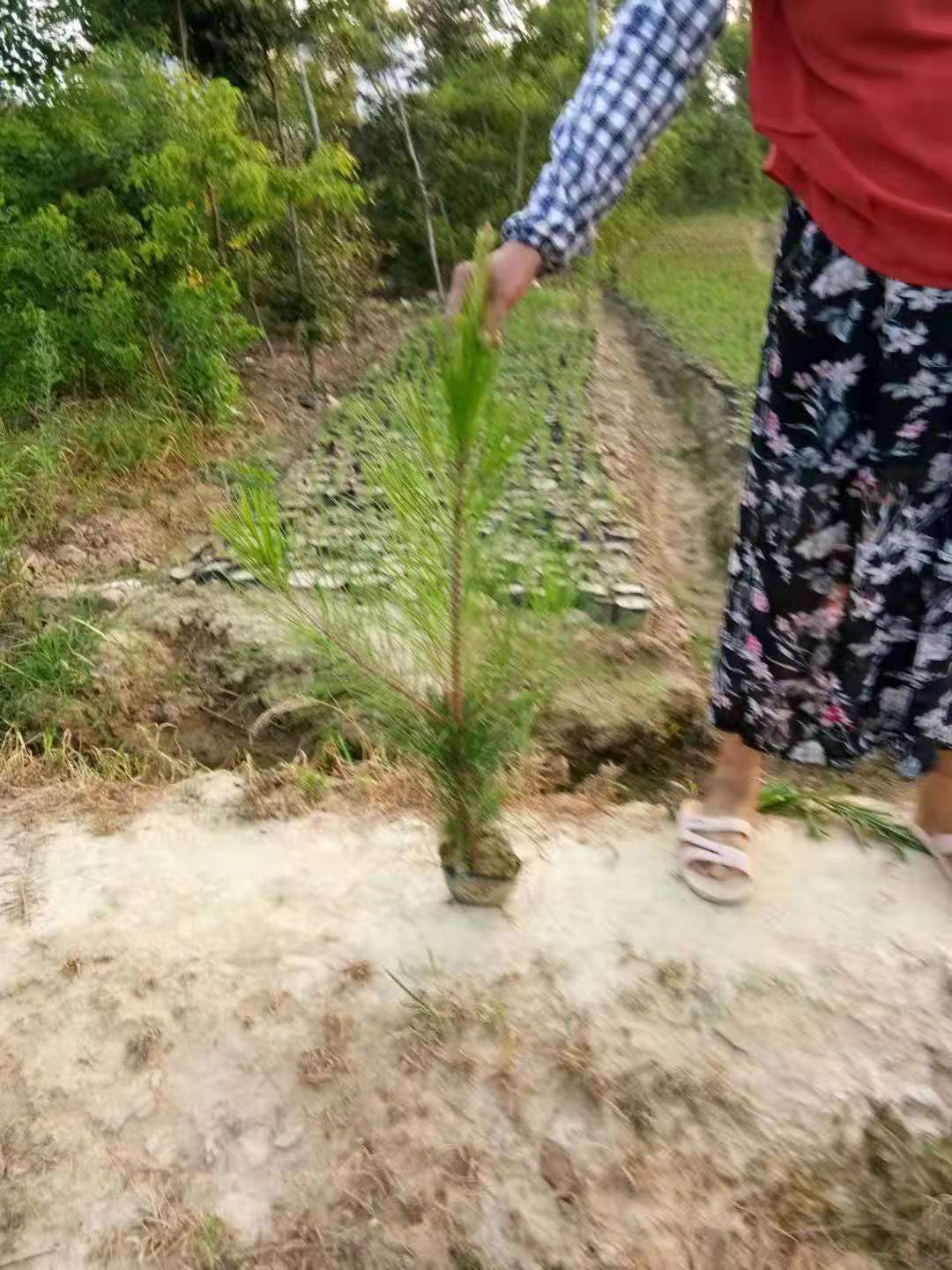 绿梅批发市场本地服务商