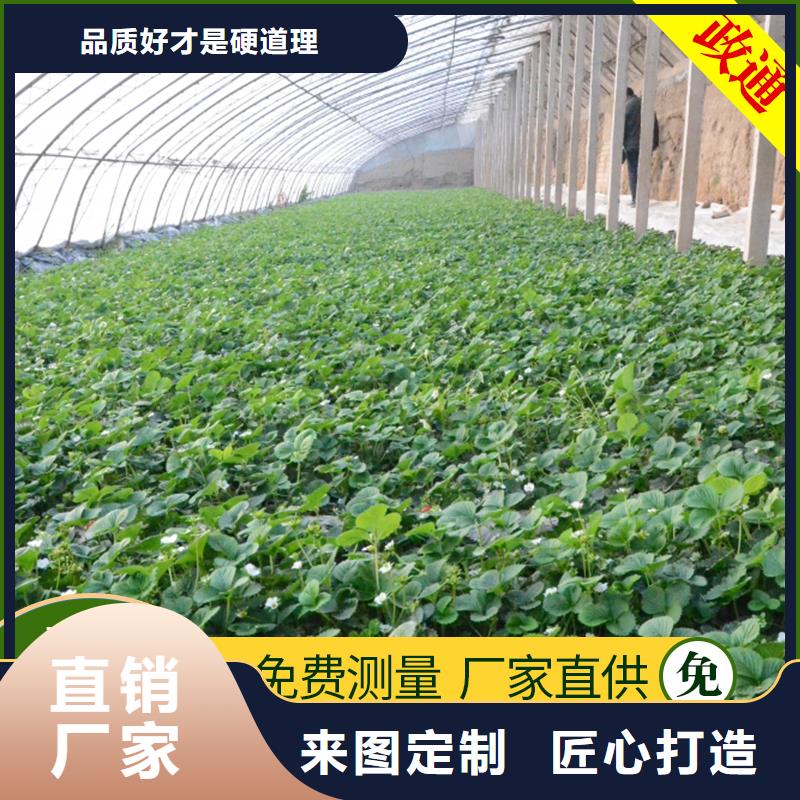 平度市新型温室大棚蔬菜大棚种植企业直供当地生产商