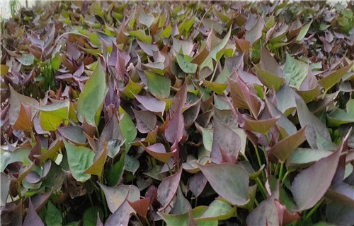 紫地瓜苗种植厂家定制零售批发