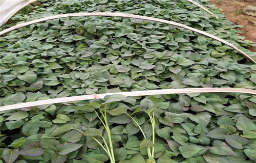 菏泽紫薯苗（济黑2号）种植基地