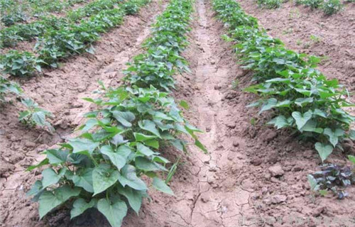 紫红薯苗种植厂家支持大小批量采购