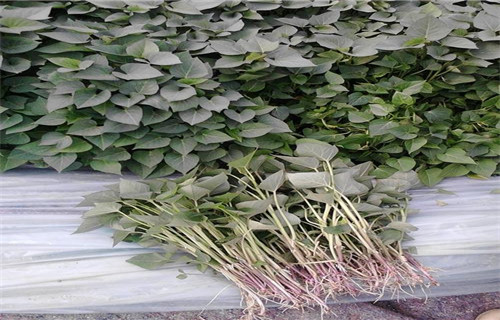 紫薯种子种植基地当地供应商