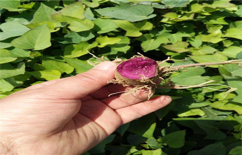 怀化鲜食型紫薯苗市场报价