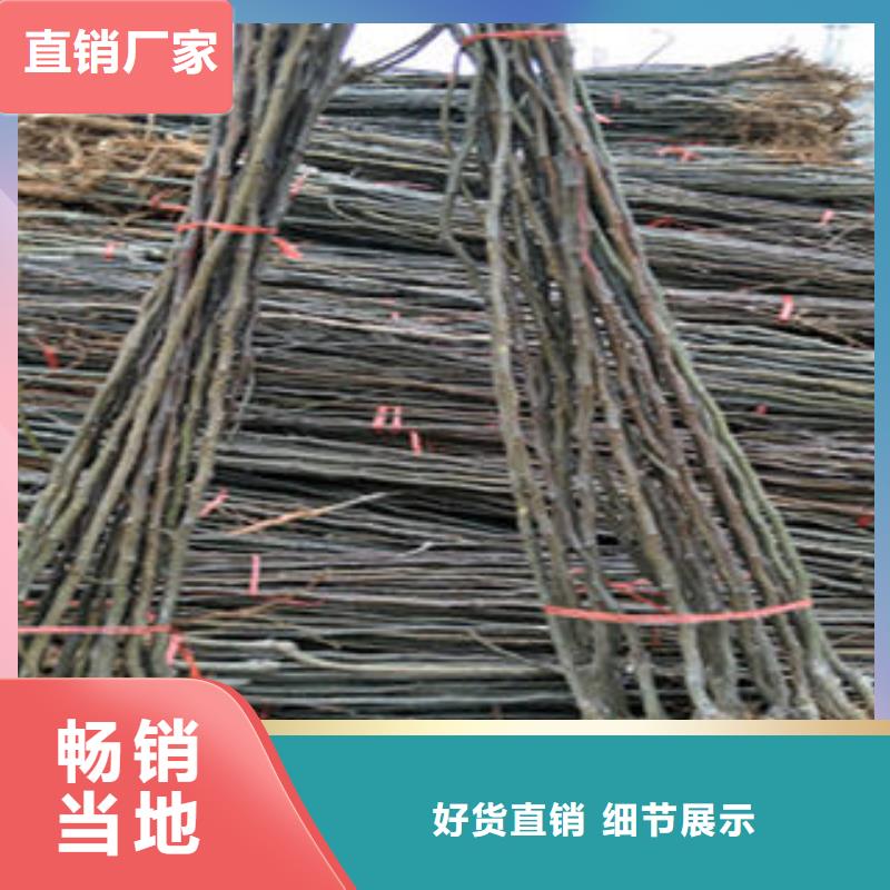 安庆5公分玉露香梨苗价格