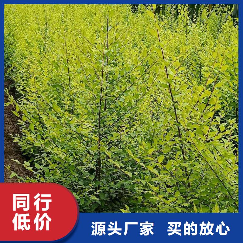 西宁保定10,11,12公分白榆哪里有