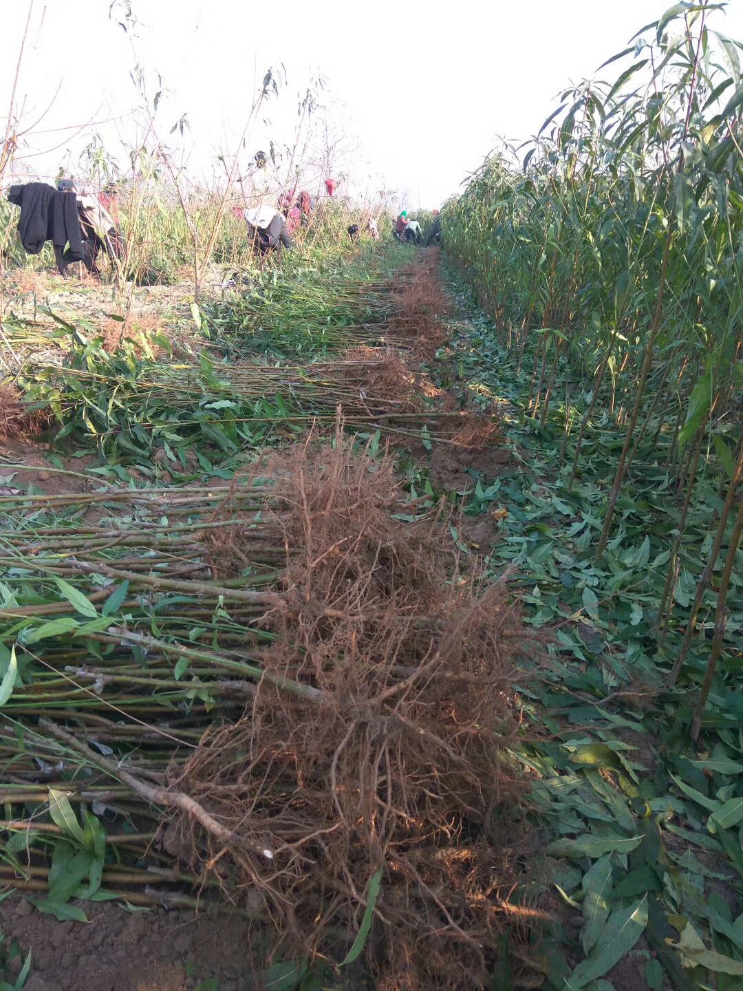 岳阳中油蟠5号桃树苗介绍